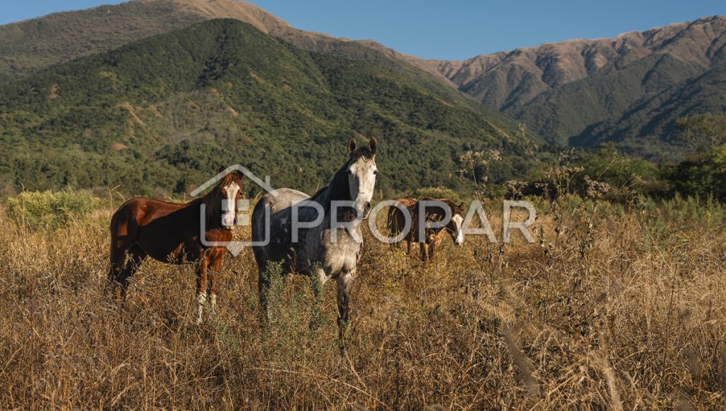 Chacras del manantial